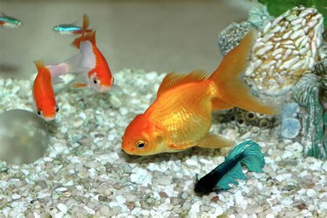 7 Humane Ways to Euthanize a Fish at Home .